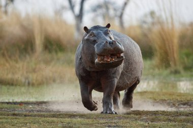 Agresif erkek su aygırı koşuyor. Doğa habitatındaki vahşi hayvan. Afrika vahşi yaşamı. Su aygırı amfibi.