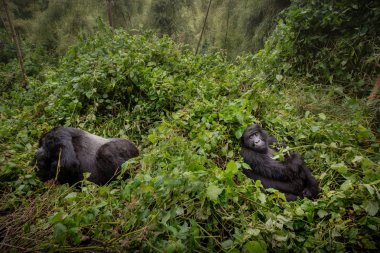 Afrika orman, silverback ve aile, Gorilla beringei, Kongo, nadir Afrika yaban hayatı güzelliği nesli tükenmekte olan doğu gorilleri 