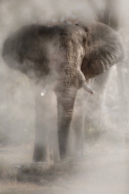 İnanılmaz afrika fili. Kameranın önünde kocaman bir fil var. Tehlikeli hayvan ile yaban hayatı sahnesi.  