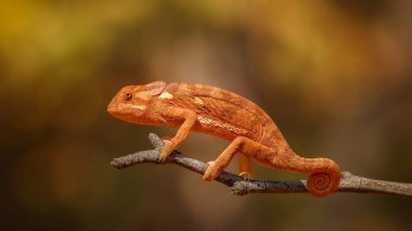 Inanılmaz bulanık arka plan ile Flap boyunlu bukalemun. Doğa habitatında vahşi bukalemun. Afrika vahşi yaşamı. Chameleo dilepis