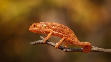 Flap necked chameleon with amazing blurry background. Wild chameleon in the nature habitat. African wildlife. Chameleo dilepis clipart