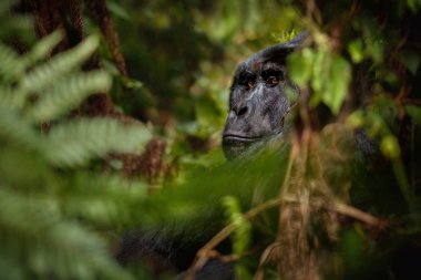 Nesli tükenmekte olan doğu gorili yeşil otlakta, gümüş sırtlı, Gorilla beringei, nadir afrika hayvanı. 