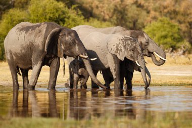 Güzel doğa habitat Filler, Afrika yaban hayatı, nesli tükenmekte olan türler, vahşi tanzanya