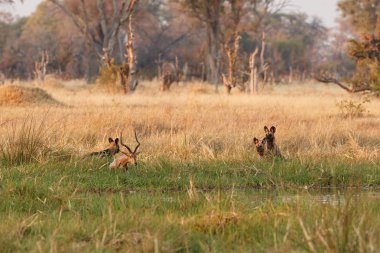 Vahşi Köpekler avlanıyor, yırtıcılarla umutsuz impala. Afrika'dan vahşi yaşam sahnesi, Khwai Nehri, Okavango deltası. Doğa habitatında hayvan davranışı.