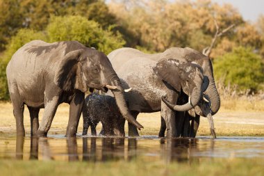 Güzel doğa habitat, Afrika yaban hayatı, nesli tükenmekte olan türler, vahşi tanzanya su birikintisi yakınındaki filler