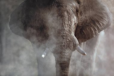 İnanılmaz afrika fili. Kameranın önünde kocaman bir fil var. Tehlikeli hayvan ile yaban hayatı sahnesi.  