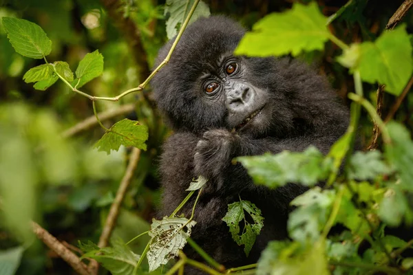 Ohrožená Východní Gorila Zeleném Travinném Ostrově Gorila Beringei Vzácné Africké — Stock fotografie