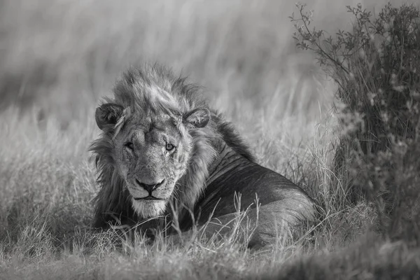 Big Male Lion Portrait Black White Image Wild Animal Nature — Stock Photo, Image