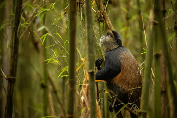 Mono Oro Salvaje Muy Raro Bosque Bambú Animal Único Peligro — Foto de Stock