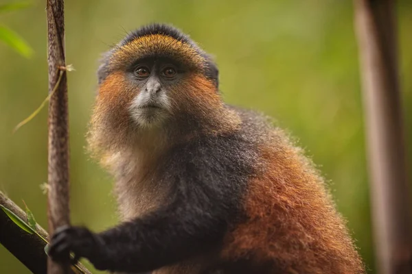 Mono Oro Salvaje Muy Raro Bosque Bambú Animal Único Peligro — Foto de Stock