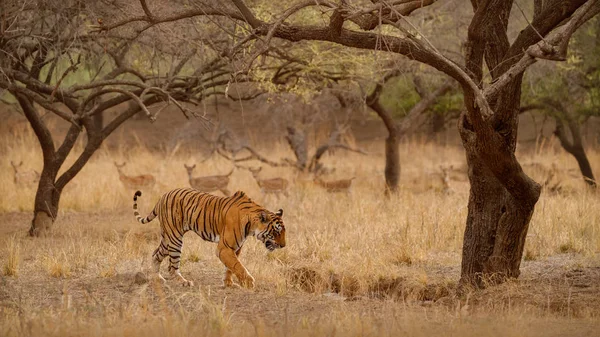 Tigre Joven Caminando Con Ciervos Fondo Hábitat Naturaleza — Foto de Stock