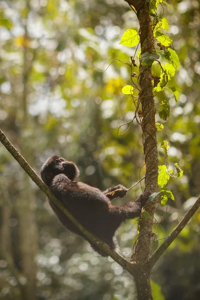 Gorila Oriental Peligro Extinción Los Pastizales Verdes Dorso Plateado Gorilla — Foto de Stock