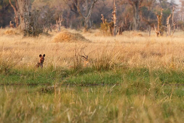 Дикие Собаки Охотятся Отчаянная Импала Хищниками Дикая Природа Африки Реки — стоковое фото