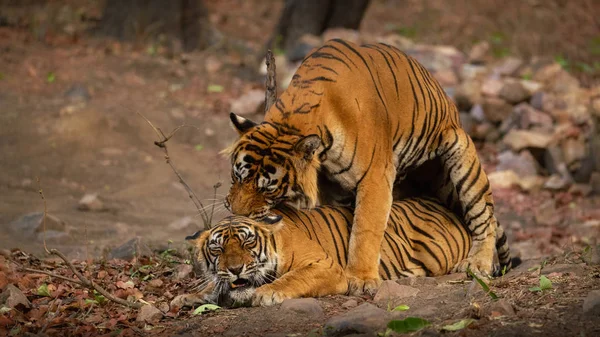 Divocí Tygři Pářící Přírodním Habitatu Scéna Divoké Zvěře Nebezpečím Zvířat — Stock fotografie