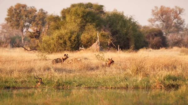 Wild Dogs hunting. Wildlife scene from Africa, Khwai River, Okavango delta. Animal behaviour in the nature habitat, pack pride of wild dogs offensive attack on impala