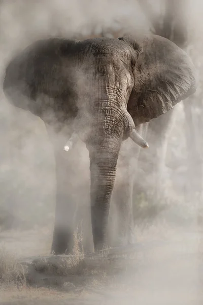 놀라운 아프리카 코끼리 카메라 앞에서 거대한 코끼리 위험한 동물과 — 스톡 사진