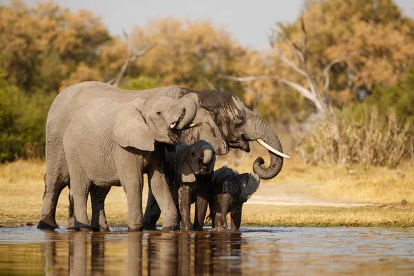 Elephants Beautiful Nature Habitat African Wildlife Endangered Species Wild Tanzania — Stock Photo, Image