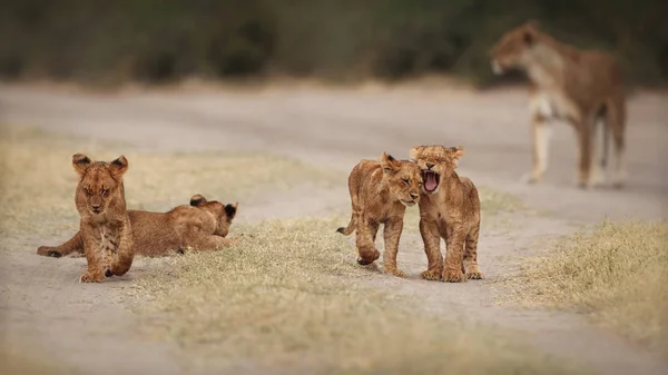 Grupa Lwów Cubs Pięknym Świetle Dzikie Zwierzęta Środowisku Naturalnym Dzika — Zdjęcie stockowe