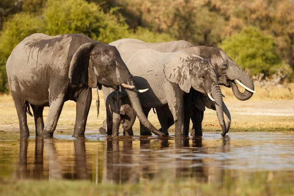 Elefanti Nel Bellissimo Habitat Naturale Fauna Africana Specie Estinzione Tanzania — Foto Stock