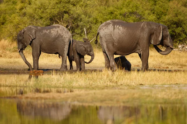 Elephants Waterhole Beautiful Nature Habitat African Wildlife Endangered Species Wild — Stock Photo, Image
