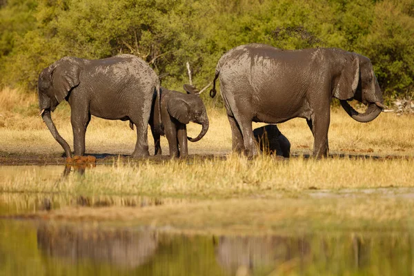 Elefanten Der Nahe Von Wasserloch Der Schonen Natur Lebensraum Afrikanische Stockfoto C Photocech