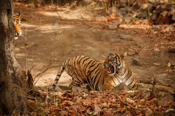 自然栖息地的两只雄伟的野生老虎 — 图库照片