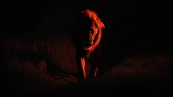 Big Male Lion Portrait Darkness Wild Animal Nature Habitat African — Stock Photo, Image