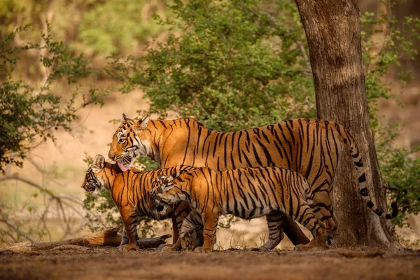 Familia de tigres juntos caminando en el hábitat seco — Foto de Stock