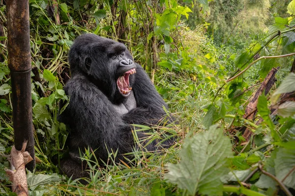 绿色草原上濒临灭绝的东部大猩猩 大猩猩白杨 稀有的非洲动物 — 图库照片