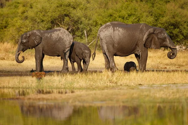 Elephants Waterhole Beautiful Nature Habitat African Wildlife Endangered Species Wild — Stock Photo, Image