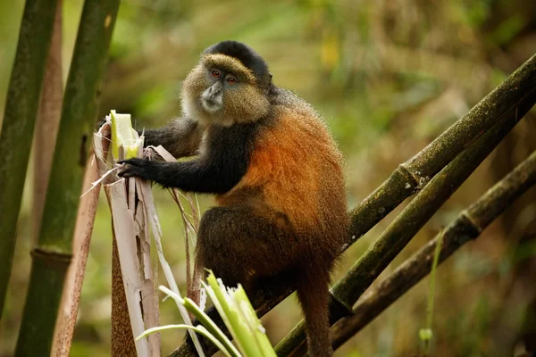 Scimmia Oro Selvatica Molto Rara Nella Foresta Bambù Animale Unico — Foto Stock