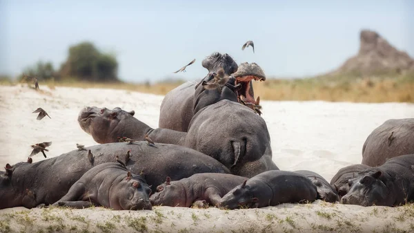 Animales Salvajes Hábitat Natural Vida Silvestre Africana Anfibio Hipopótamo — Foto de Stock