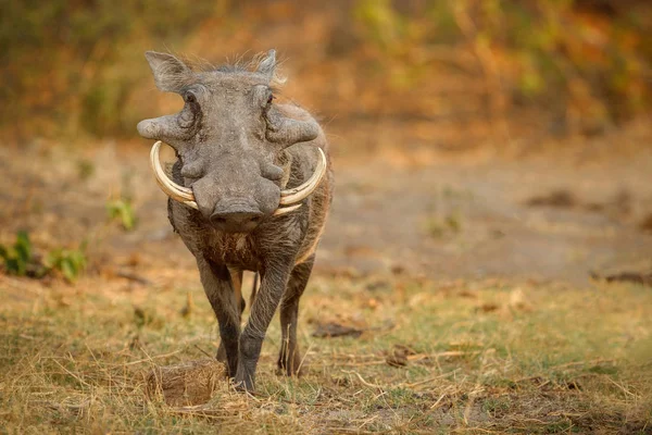 Großer Afrikanischer Warzenschwein Riesige Wildschweinmännchen Vor Der Kamera Wildszene Mit — Stockfoto