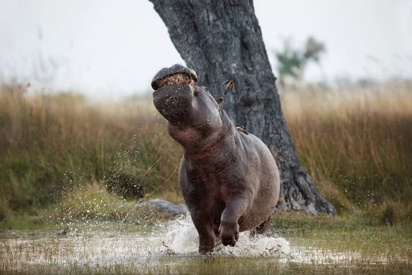 Agresywny Samiec Hippo Atakuje Dzikie Zwierzę Siedlisku Przyrodniczego Dzika Przyroda — Zdjęcie stockowe