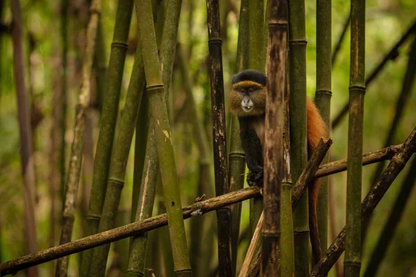 Mono Oro Salvaje Muy Raro Bosque Bambú Animal Único Peligro — Foto de Stock