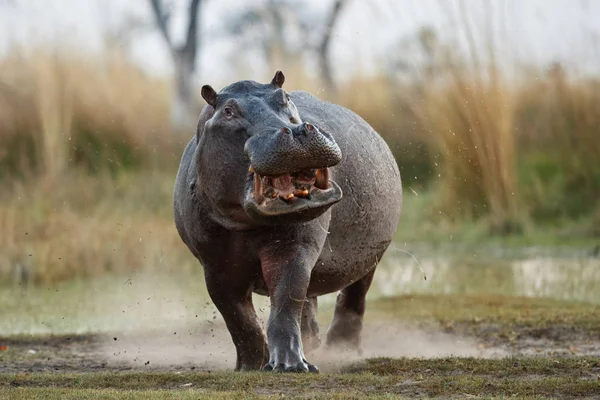 Hippopotame Mâle Agressif Cours Exécution Animaux Sauvages Dans Habitat Naturel — Photo