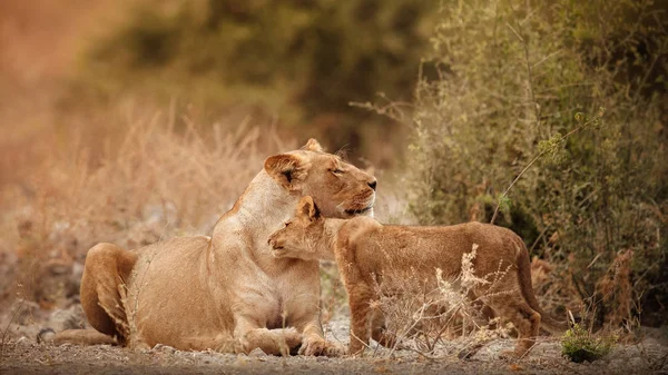 Sekelompok Singa Dan Anaknya Dalam Cahaya Yang Indah Hewan Liar — Stok Foto