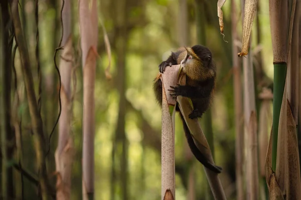 Mono Oro Salvaje Muy Raro Bosque Bambú Animal Único Peligro — Foto de Stock