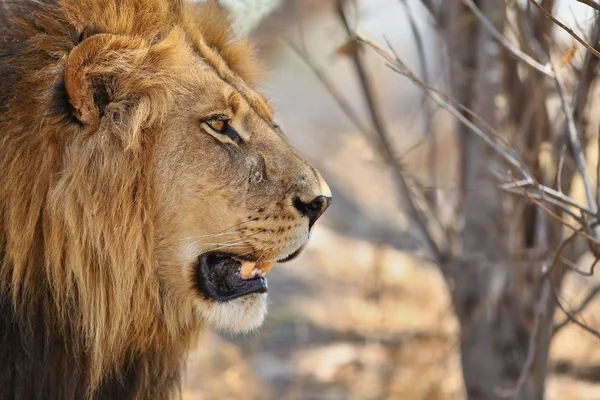 Stora Manliga Lejon Porträtt Sidovy Vilda Djur Naturen Habitat Afrikanskt — Stockfoto
