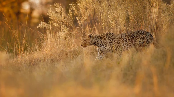 Afrikai Leopárd Séta Szép Esti Fényben Csodálatos Leopárd Ban Természet — Stock Fotó