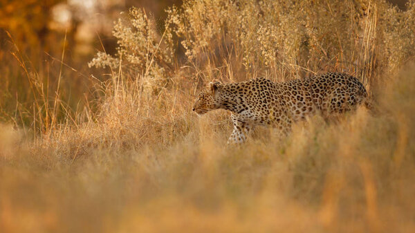 African leopard walking in beautiful evening light. Amazing leopard in the nature habitat. Wildlife scene with dangerous beast. Hot weather in Africa. Panthera pardus pardus