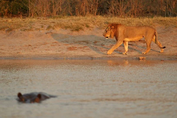 Grote Mannelijke Leeuw Bij Waterhole Wilde Dieren Natuur Habitat Afrikaanse — Stockfoto