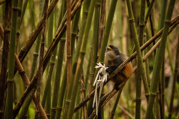 Mono Oro Salvaje Muy Raro Bosque Bambú Vida Silvestre Africana — Foto de Stock