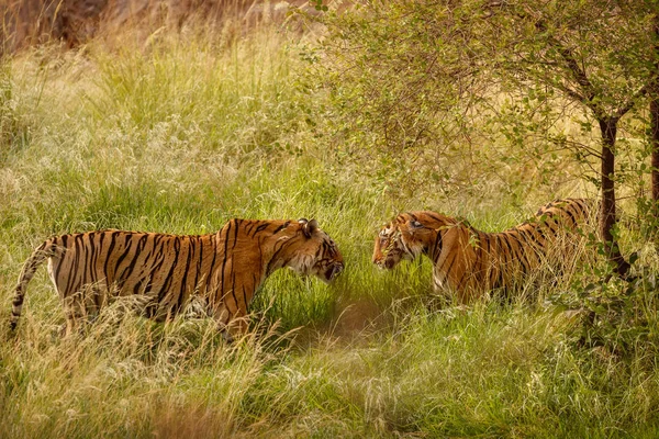 Boční Pohled Majestátně Tygrů Přírodním Habitatu — Stock fotografie