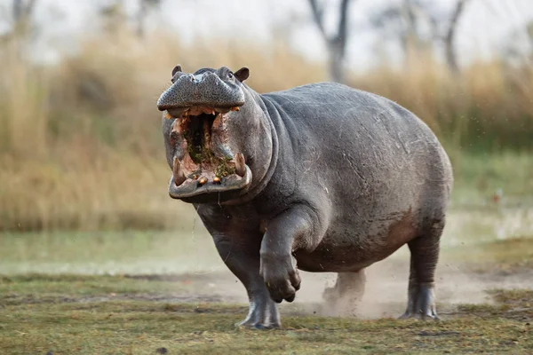 Aggressive male hippo running. Wild animal in the nature habitat. African wildlife. Hippopotamus amphibius.