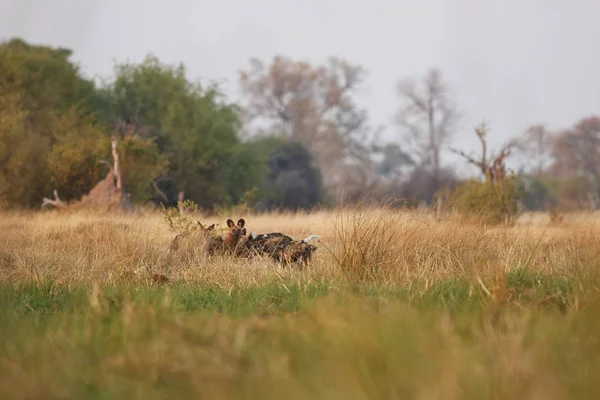 Chiens Sauvages Chassant Impala Désespéré Avec Des Prédateurs Scène Animalière — Photo