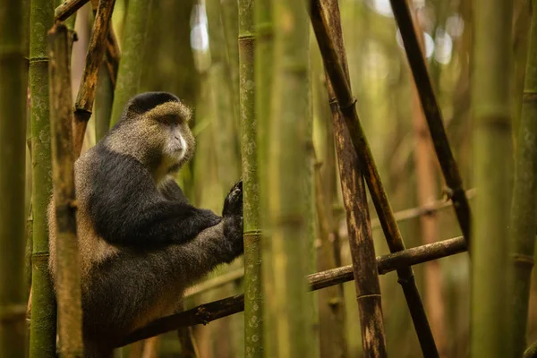 Mono Oro Salvaje Muy Raro Bosque Bambú Vida Silvestre Africana — Foto de Stock