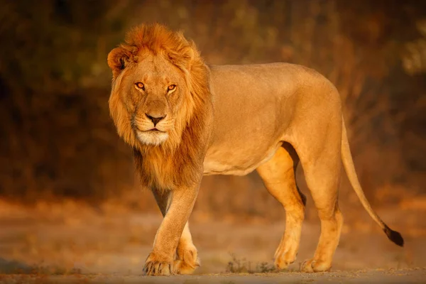 Grande Retrato Leão Macho Sob Luz Quente Animal Selvagem Habitat — Fotografia de Stock