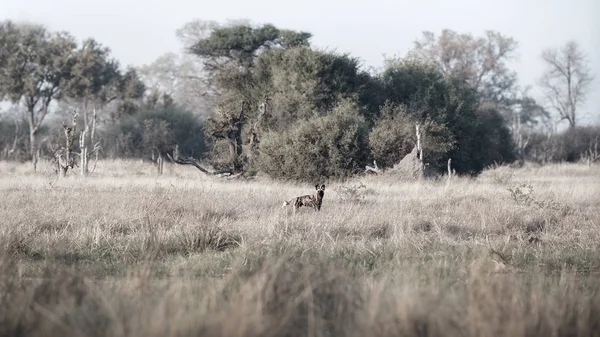 Wild Dogs hunting, desperate impala with predators. Wildlife scene from Africa, Khwai River, Okavango delta. Animal behaviour in the nature habitat, pack pride of wild dogs offensive attack on impala