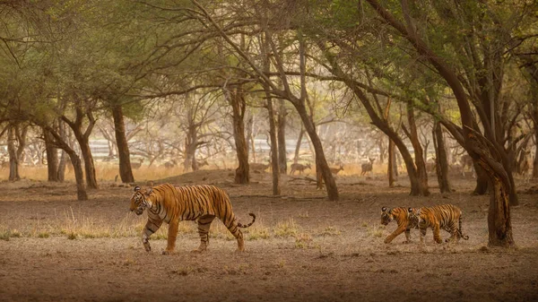 Tigers Rodziny Razem Chodzenie Suchym Siedliskiem Dzikie Zwierzęta Przyrodzie Indie — Zdjęcie stockowe